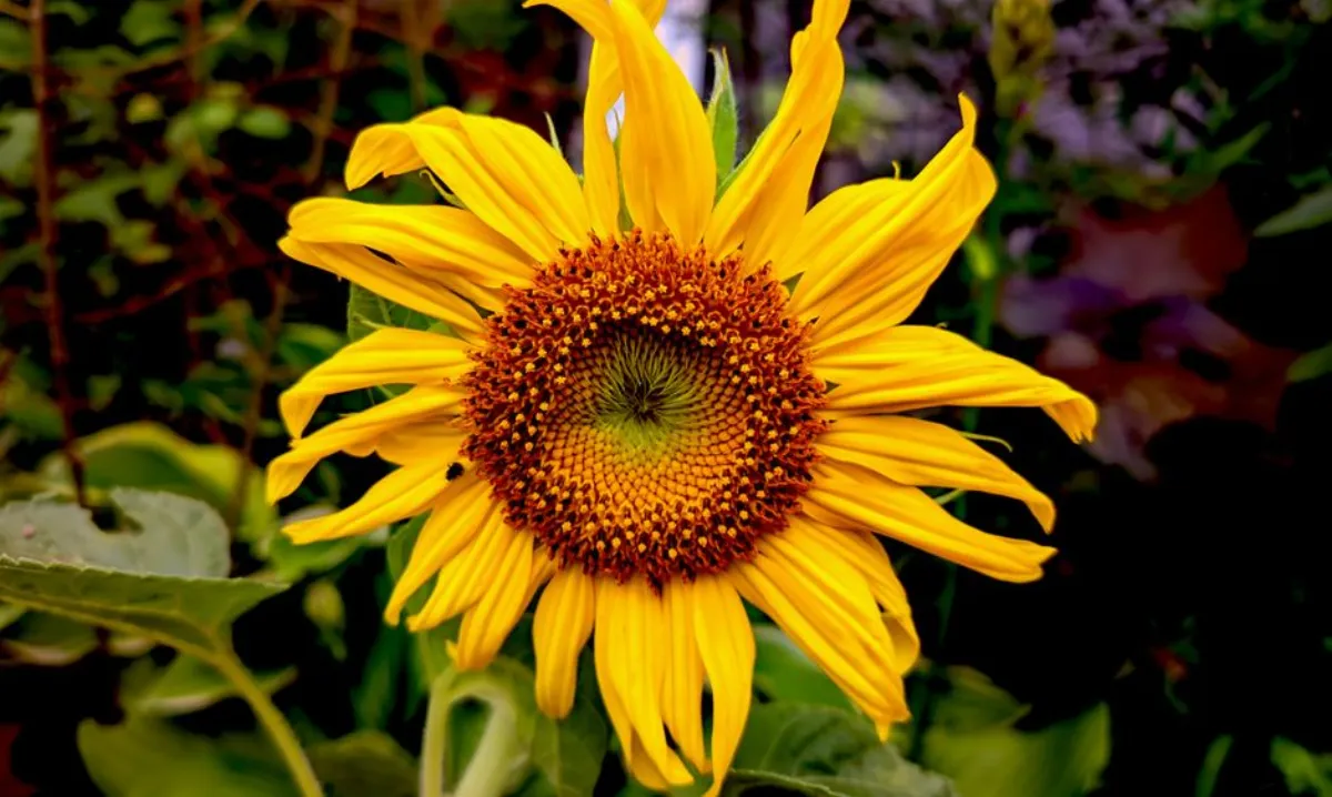 sunflower cinema